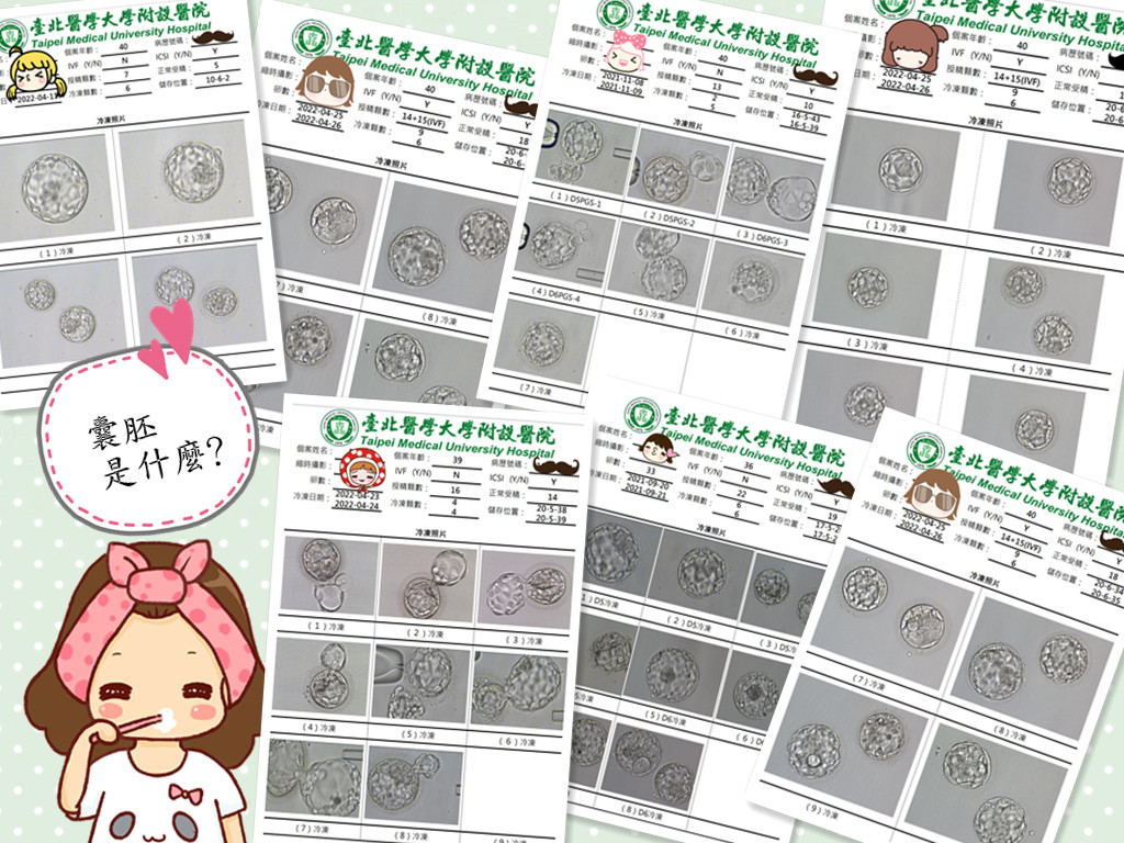 【囊胚?那是什麼?】