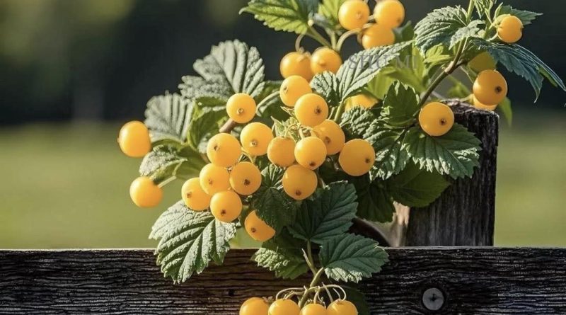 有關生殖求孕者Q10的使用